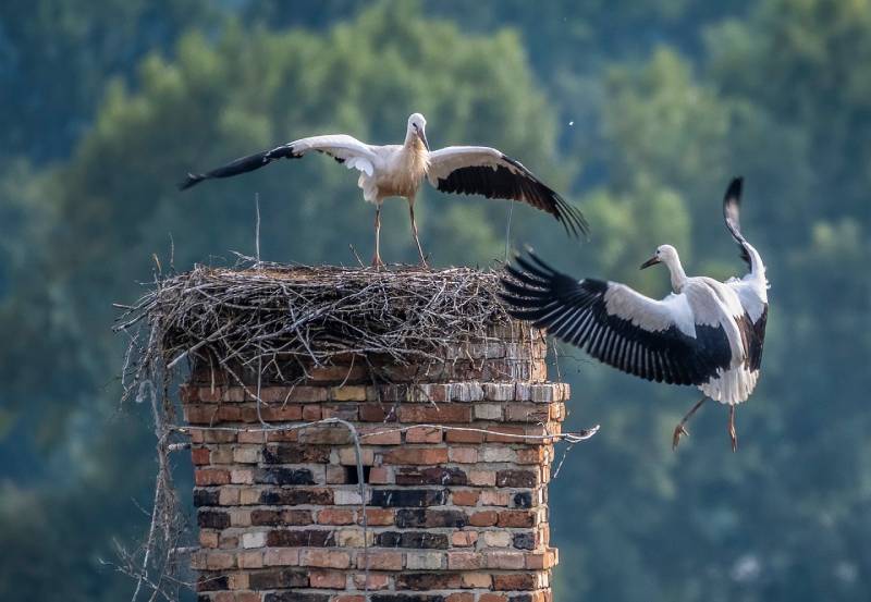 Professional Chimney Animal Removal Services in Dania Beach, Florida